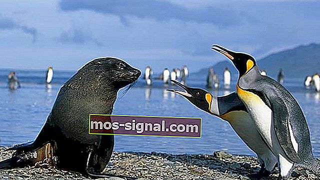 Antarctic Wildlife Windows 10-tema